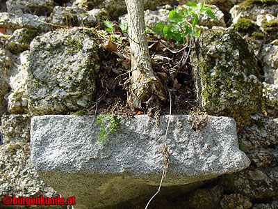 Burgruine Klingenberg / Nieder&ouml;sterreich